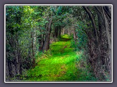 Wege ins Moor - Niedersandhauser Moor