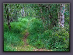 Wege ins Moor - Sommerweg