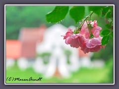 Worpswede - Sommer am Barkenhoff