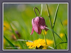 Fritillaria meleagris