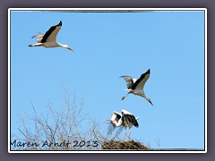 Kampf im Frühjahr um Weib und Nest