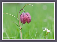 Schachbrettblume auch Kiebitzei genannt