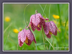 Schachbrettblumen gehören zu den Liliengewächsen