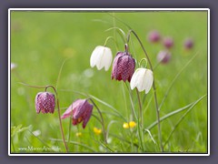 Schachbrettblumen sind giftig