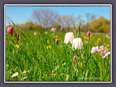 Wildblumenwiese