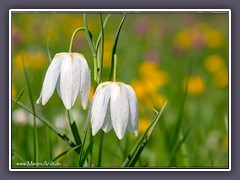 Zauberhafte Frühlingsblüten