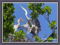 Jungreiher im Nest