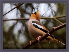 Kernbeisser - Coccothraustes coccothraustes