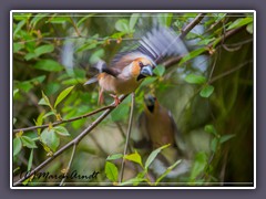 Kernbeisser im Flug