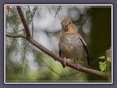 Kernbeisser Jungvogel