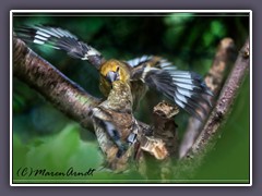 Kernbeisser Männchen bei der  Fütterung