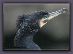 Kormoran