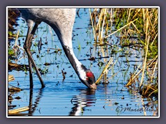 Kranich - Grus Grus