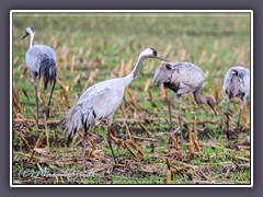 Kraniche - Grus grus