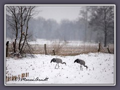 Kraniche überwintern im Teufelsmoor