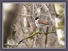 Rohrammer - Emberiza schoeniclus