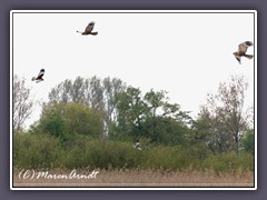 Rohrweihen an der Wümme