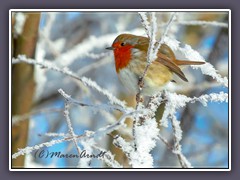 Rotkehlchen - Standorttreu auch im Winter