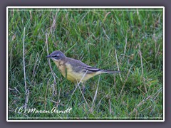 Schafstelze - Motacilla flava