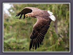 Seeadler - Haliaeetus albicilla