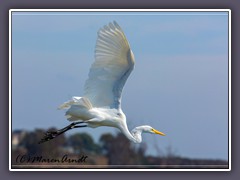 Silberreiher im Flug