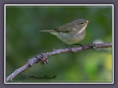 Sommergoldhähnchen