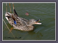 Stockente Weibchen