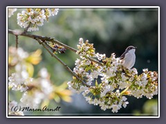 Trauerschnäpper Männchen