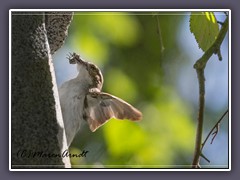 Trauerschnäpper Weibchen