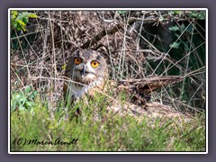 Uhu - Bubo bubo