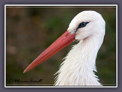 Weissstorch