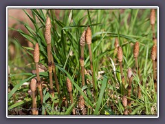 Acker-Schachtelhalm - Equisetum arvense