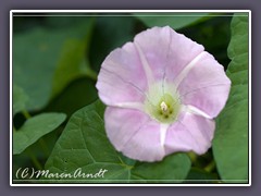 Ackerwinde - Convolvulus arvensis