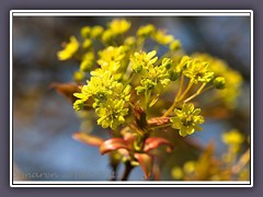 Ahornblüten