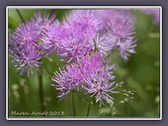 Akeleiblättrige Wiesenraute - Thalictrum aquilegiifolium