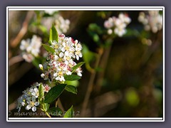 Aroniablüten