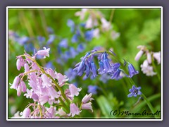 Atlantisches Hasenglöckchen - Hyacinthoides non-scripta.