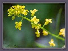 Barbarakraut  - Barbarea-vulgaris - Winterkresse