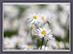 Bellis perennis