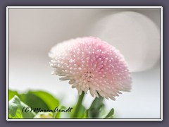 Bellis Perennis -Gänseblümchen