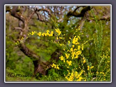 Besenginster -Cytisus scoparius