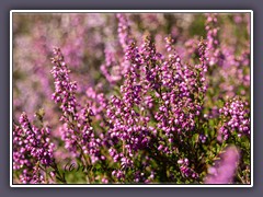 Besenheide - Calluna vulgaris