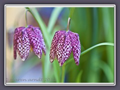 Besonders geschützte Schachbrettblume - Fritillaria meleagris