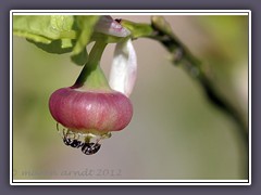 Blaubeerblüte