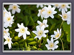 Buschwindröschen