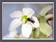 Christrose mit Bienchen