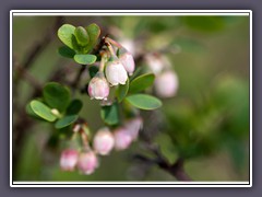 Die Moor- oder Rauschbeeren - Vaccinium uliginosum blühen 