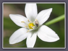 Dolden Milchstern - Ornithogalum umbellatum