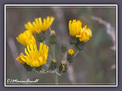 Doldiges Habichtskraut - Hieracium umbellatum