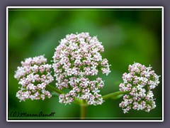 Echter Baldrian - Valeriana officinalis